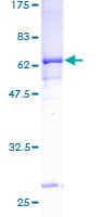 Human PANK3 Protein (Recombinant GST)