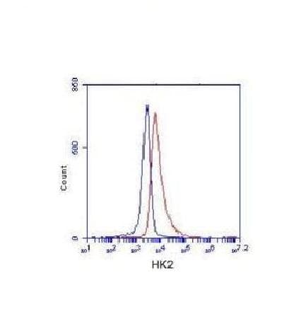 HK2 / Hexokinase 2 Antibody (N-Terminus)