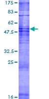 Human OR10Z1 Protein (Recombinant GST)