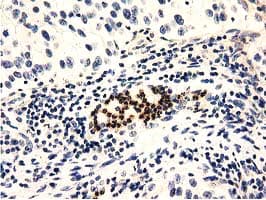 GAS7 Antibody (clone OTI6G5)