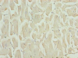 HOPX / HOP Antibody