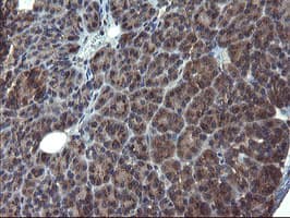 GCP60 / ACBD3 Antibody (clone OTI1G2)