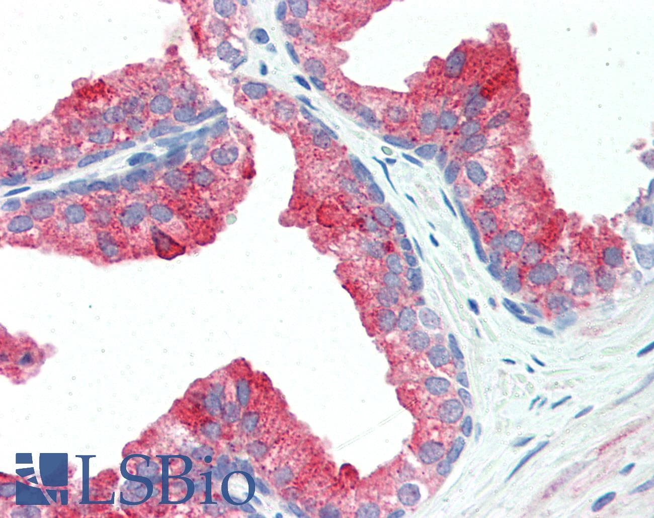 IHC-plus™ APG12 / ATG12 Antibody