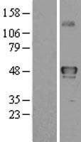 STK32B Protein (Over-Expression Lysate Myc-DDK (Flag))