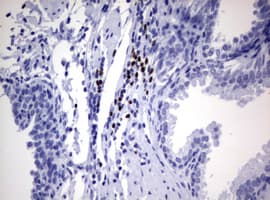 PAX5 Antibody (clone OTI3A7)