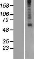 GPR61 Protein (Over-Expression Lysate Myc-DDK (Flag))