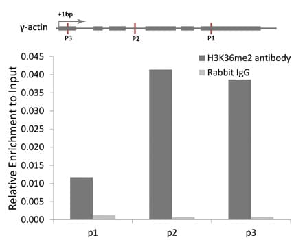 Histone H3 Antibody (Di-Methyl-Lys36)