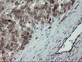 PECAM-1 / CD31 Antibody (clone OTI1H4)