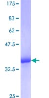 Human MTCP1NB Protein (Recombinant GST)
