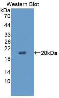 CD99 Antibody (aa31-185, Biotin)