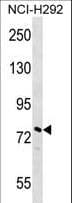 NOLC1 Antibody (aa162-191)