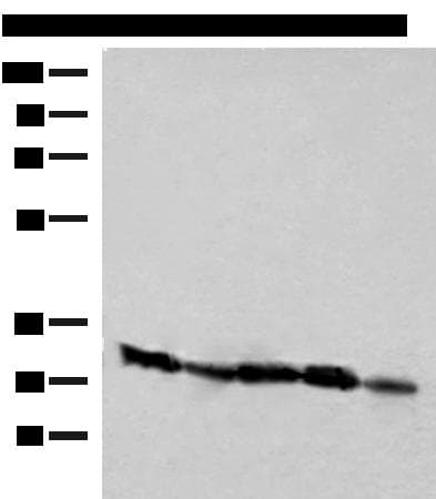 CD48 Antibody