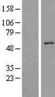 SLC39A7 / ZIP7 Protein (Over-Expression Lysate Myc-DDK (Flag))