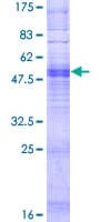 Human OR4P4 Protein (Recombinant GST)