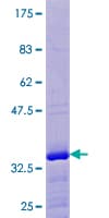 Human ELOF1 Protein (Recombinant GST)