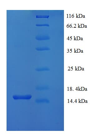 Mouse Ccl9 / MIP-1 Gamma Protein (Recombinant His)