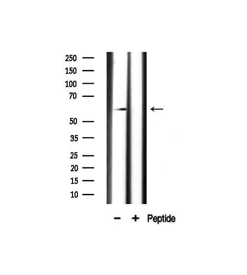 CCNL1 / Cyclin L1 Antibody