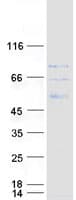 Human CTTNBP2NL Protein (Recombinant Myc-DDK (Flag))