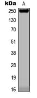 KIAA0100 / BCOX Antibody (Internal)