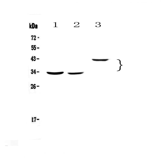 Polyclonal Rabbit anti-Human RGN / Regucalcin Antibody (IHC, WB)