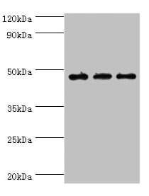 PDK2 Antibody (aa128-407)