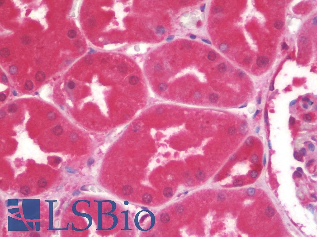 IHC-plus™ Monoclonal Mouse anti-Rat FTCD / 58K Golgi Protein Antibody (clone 58K-9, IHC, WB)