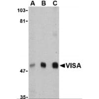 IHC-plus™ VISA / MAVS Antibody