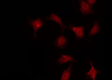 Polyclonal Rabbit anti-Human ABL1 / c-ABL Antibody (phospho-Tyr245, IF, WB)