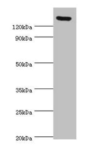 SPAG5 / MAP126 Antibody (aa1-300)