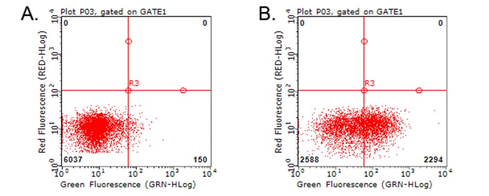 HAVCR2 / TIM-3 Antibody (clone OTI8H7)