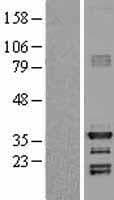 HEY1 Protein (Over-Expression Lysate Myc-DDK (Flag))