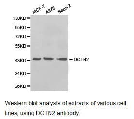 Dynactin 2 / Dynamitin Antibody