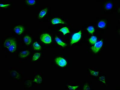 FAM89B Antibody