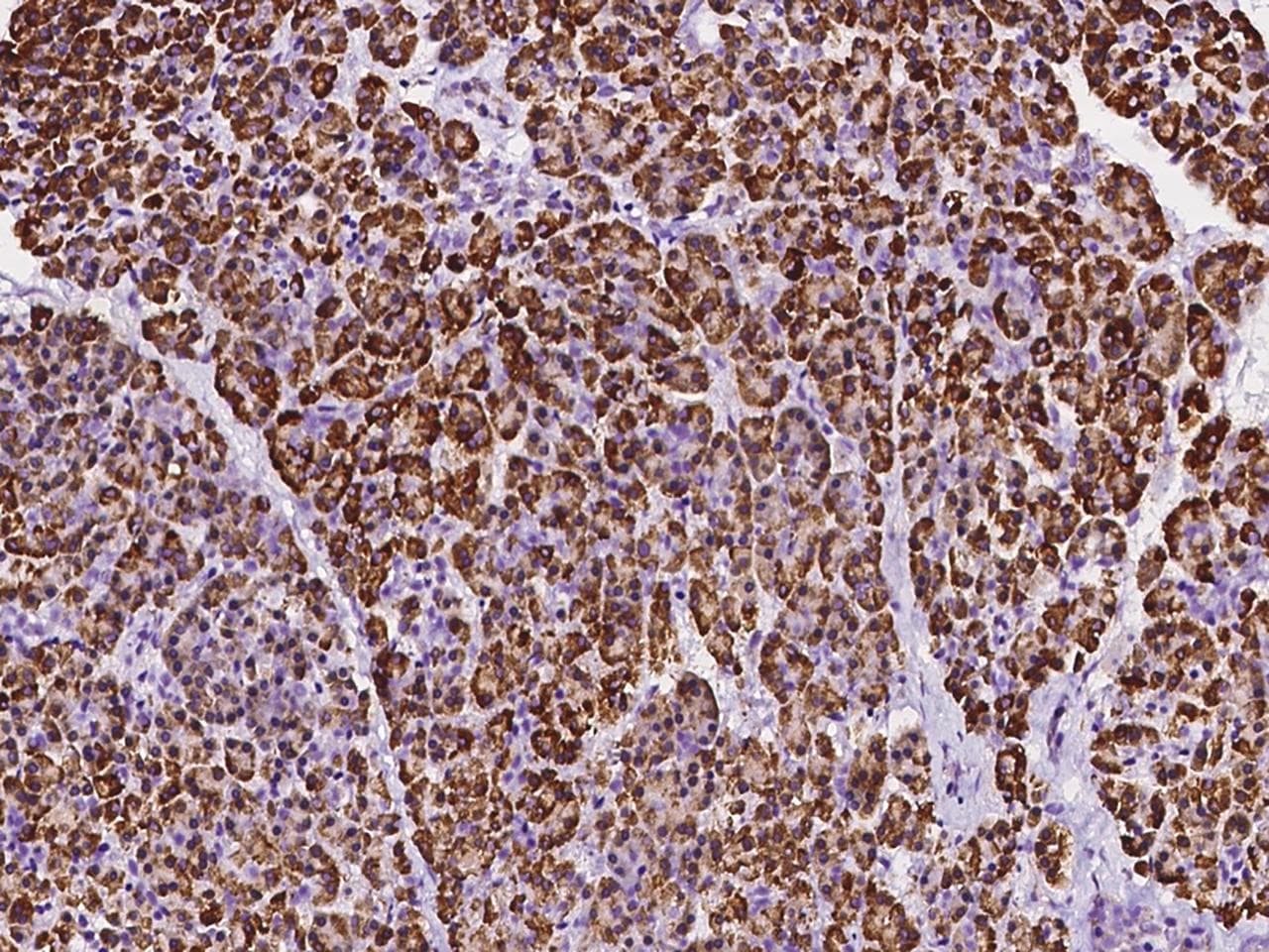 DDOST / OST48 Antibody (Preservative Free)
