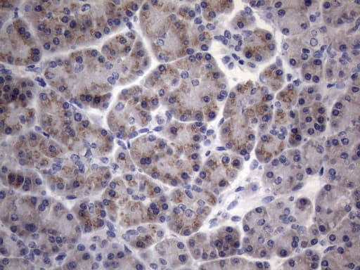 SCMH1 Antibody (aa1-309, clone OTI7B6)