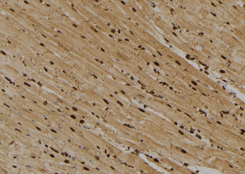 ITGA2 / CD49b Antibody