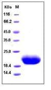 Human IL6 / Interleukin 6 Protein (Recombinant)