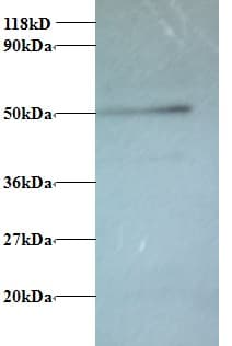 ATP6V1G1 / ATP6J Antibody
