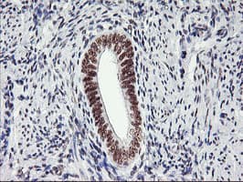 USP7 / HAUSP Antibody (clone OTI3F7)