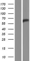 RPAP3 / FLJ21908 Protein (Over-Expression Lysate Myc-DDK (Flag))