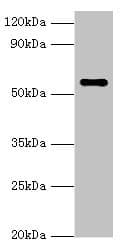 NAB2 Antibody (aa1-200)