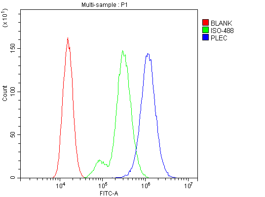 Polyclonal Rabbit anti-Human PLEC / Plectin Antibody (aa2644-2671, IHC, WB)
