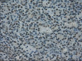 Monoclonal Mouse anti-Human PRKY Antibody (clone OTI2E9, Carrier-free, IHC, IF, WB)