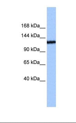 TEX2 Antibody (aa193-242)