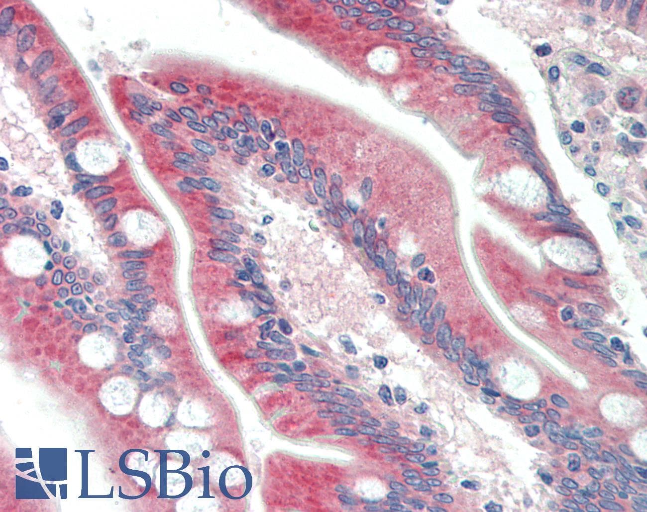 IHC-plus™ C18orf8 / MIC1; Antibody (aa414-428)