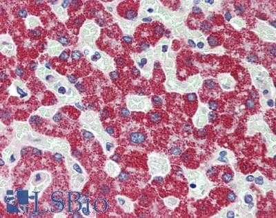 IHC-plus™ Polyclonal Rabbit anti-Human TNFSF14 / LIGHT Antibody (IHC, WB)