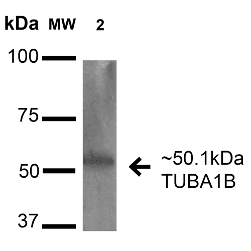 TUBA1B / Tubulin Alpha 1B Antibody (Atto 390)
