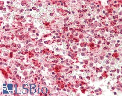 EIF3A Antibody (C-Terminus)