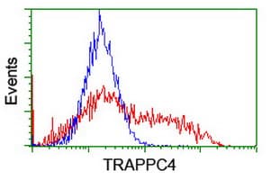Monoclonal Mouse anti-Human TRAPPC4 / Synbindin Antibody (clone OTI2G8, IHC, WB)