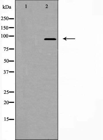 FAM35A Antibody